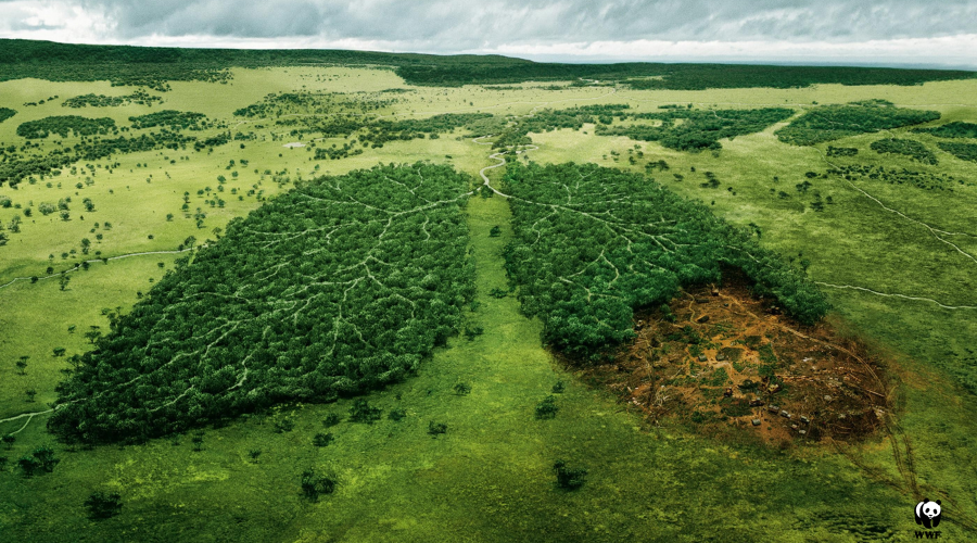 An aerial image showing two groupings of trees in the shape of lungs, with the bottom of the right lung destroyed from deforestation