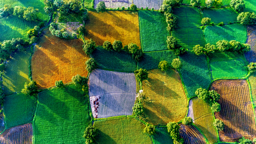 An aerial view of agricultural fields