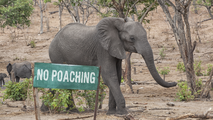 An elephant walking behind a green sign that says "No Poaching"