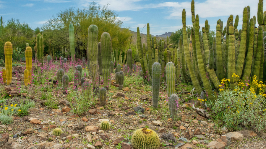 A variety of plants and cacti in a desert 