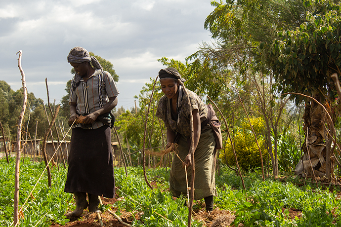 Two female subsistence farmers tending to their crops