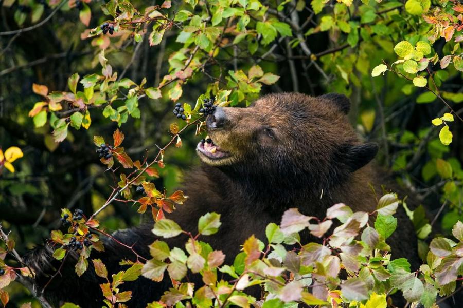 A black bear eating berries from a bush