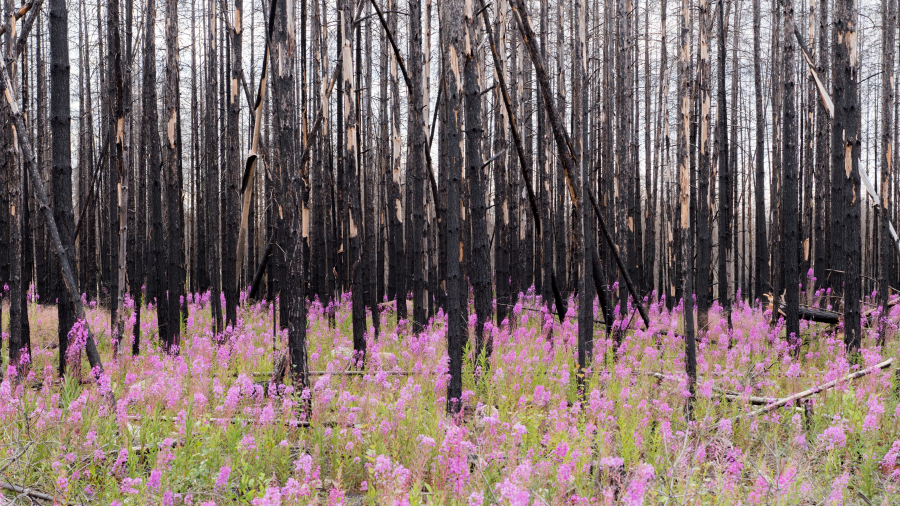 Pink flowers grow among a cluster of trees burned from wildfire