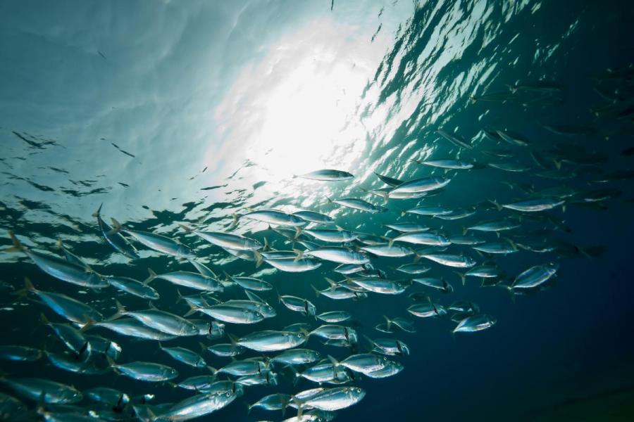 A school of mackerel swimming