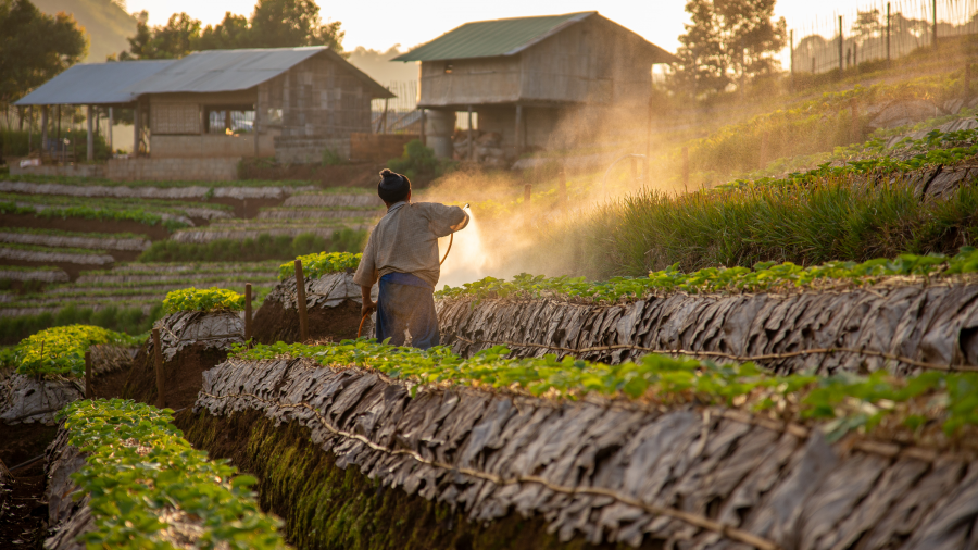 A farmer tends to a terraced field