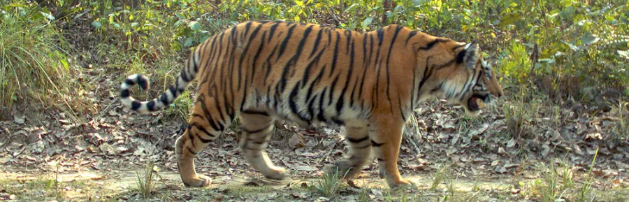 tiger camera trap4