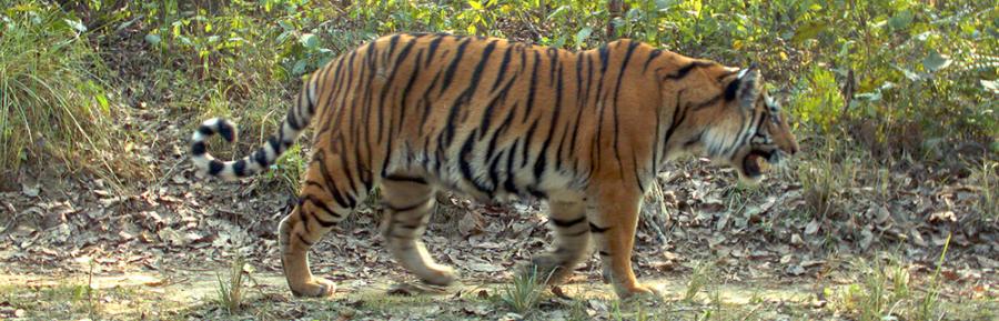 tiger camera trap4