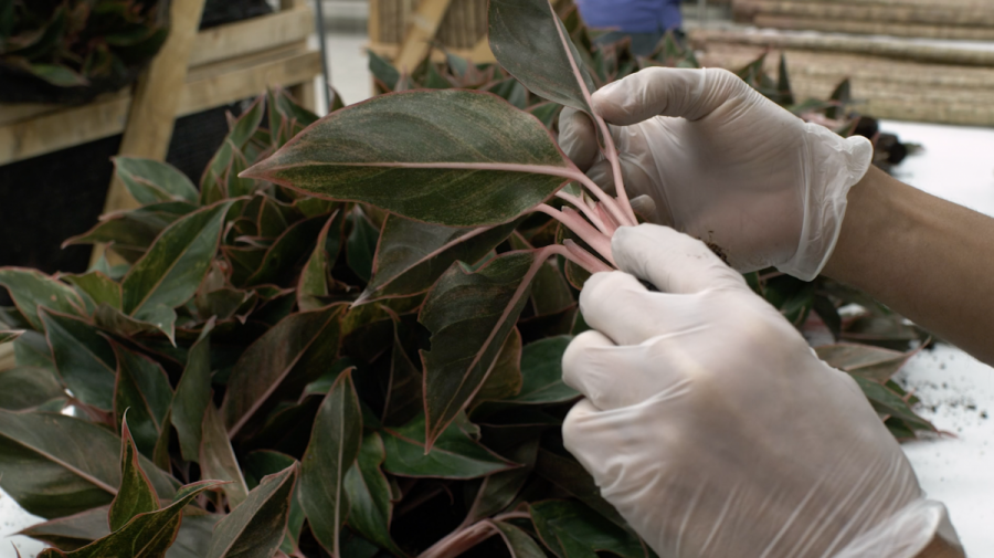 A pair of gloved hands inspecting a plant's leaves for pests
