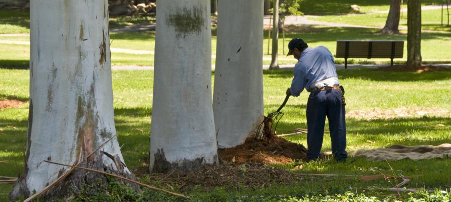 A groundskeeper tending to some earth surrounding a large tree