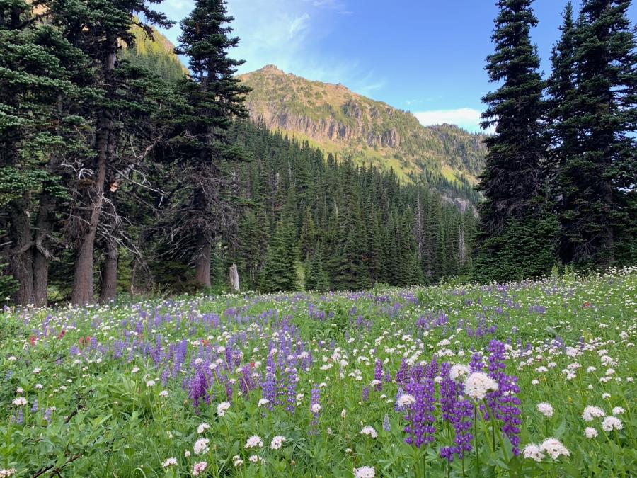 Wildflowers in a meadow with a mountain and trees in the background