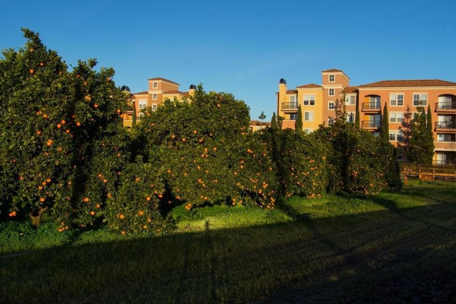 The last of the orchards and groves in San Jose.