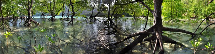 Mangroves on water