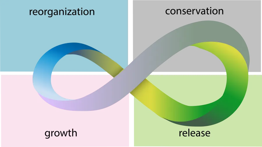 A graphic showing the stages of panarchy—reorganization, conservation, release, and growth—ystem or cycle of reorganization following some perturbation for a system with low resistance