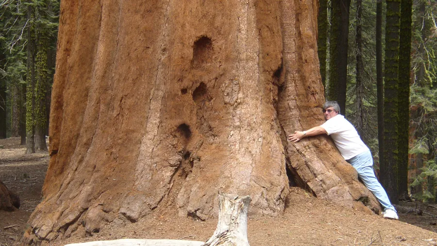 A person hugging the trunk of a giant sequoia tree to emphasize its s