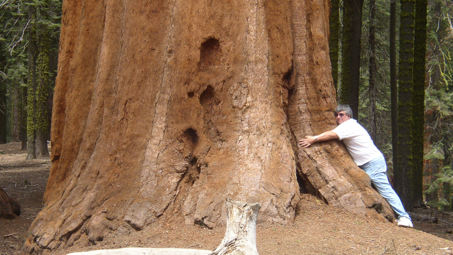 A person hugging the trunk of a giant sequoia tree to emphasize its s