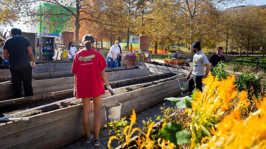 Students involved in an outdoor cleanup and planting activity