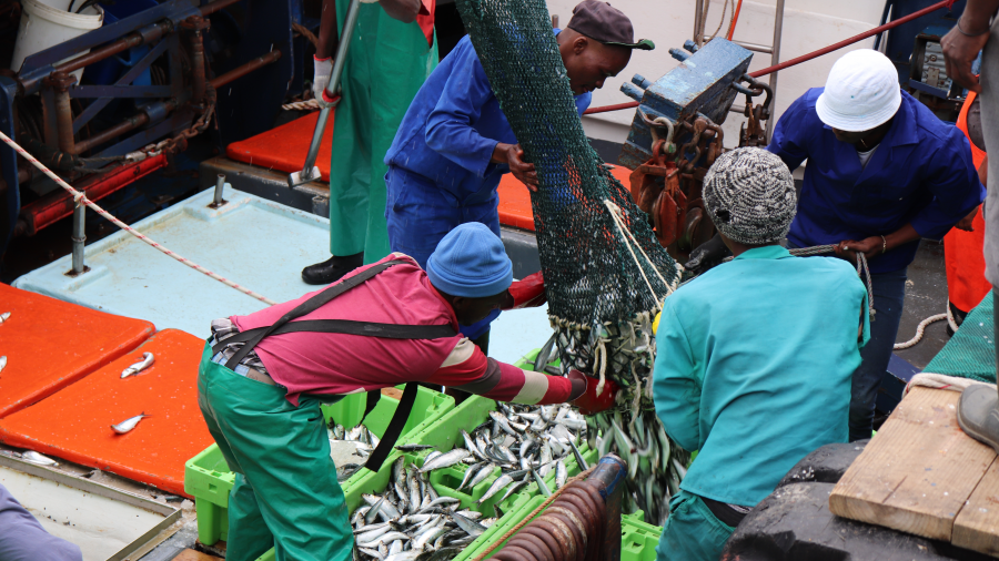 Workers emptying their catch of fish from a net on a boat