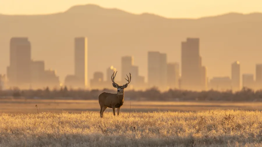 A deer standing in a field with a city skyline in the background