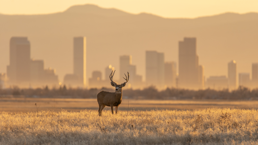 A deer standing in a field with a city skyline in the background