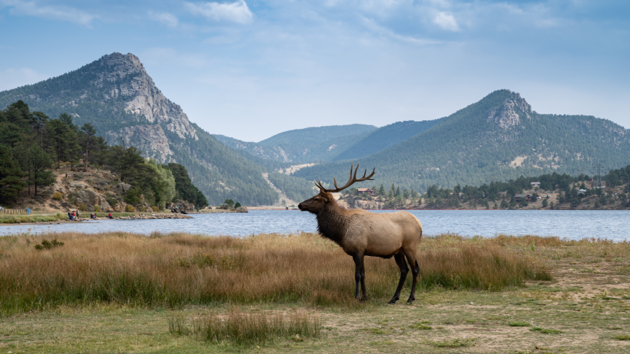 A photo of an elk with a lake and mountains in the background