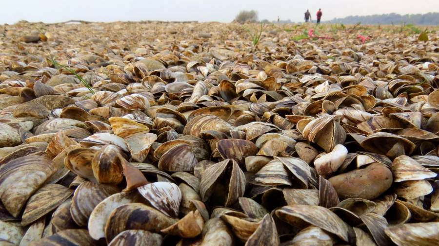 A close-up of Zebra mussels