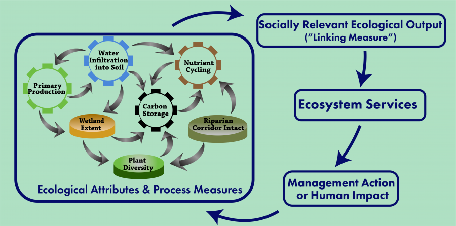 A diagram showing the relationships between ecological attributes and process measures