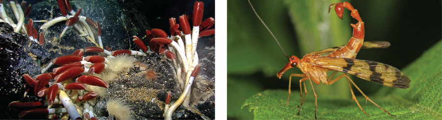On the left are giant tube worms and on the right is a giant wasp