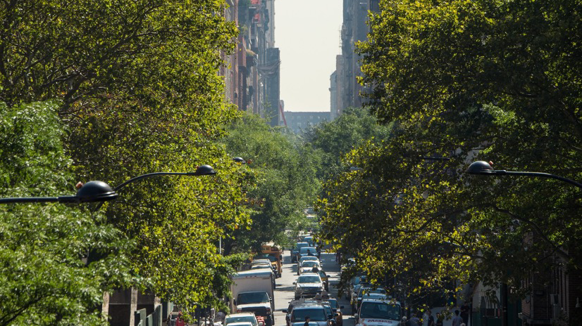 A photo of a street in a city with cars on it and lots of leafy, green trees lining the street