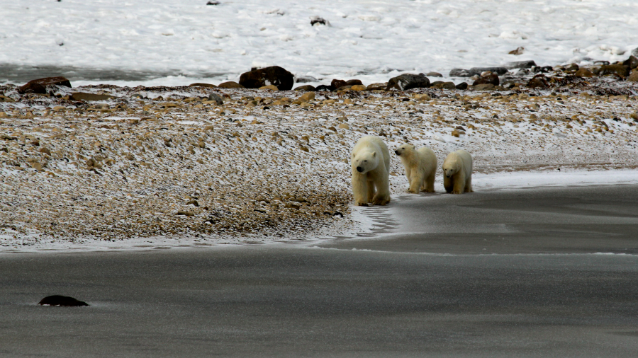 A polar bear and her two cubs walking 