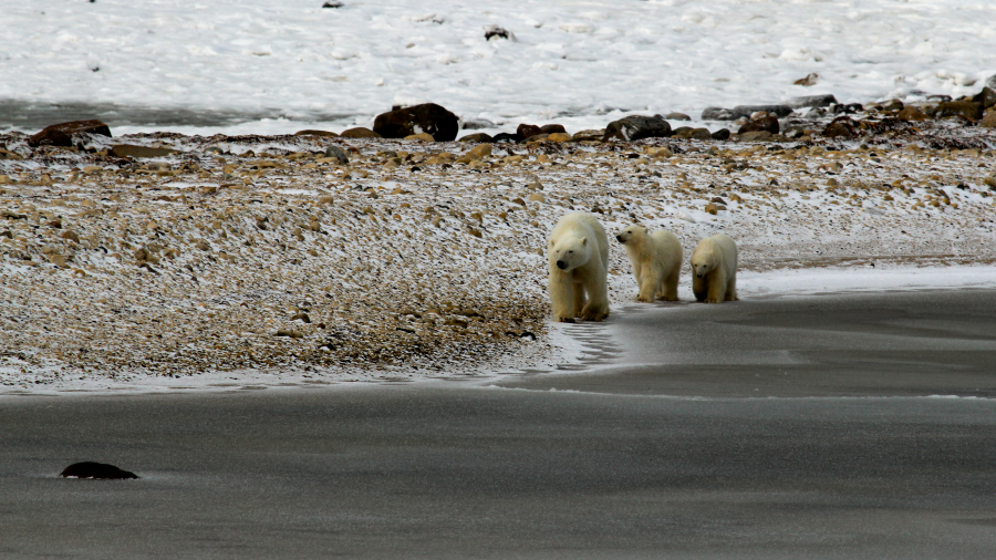 A polar bear and her two cubs walking