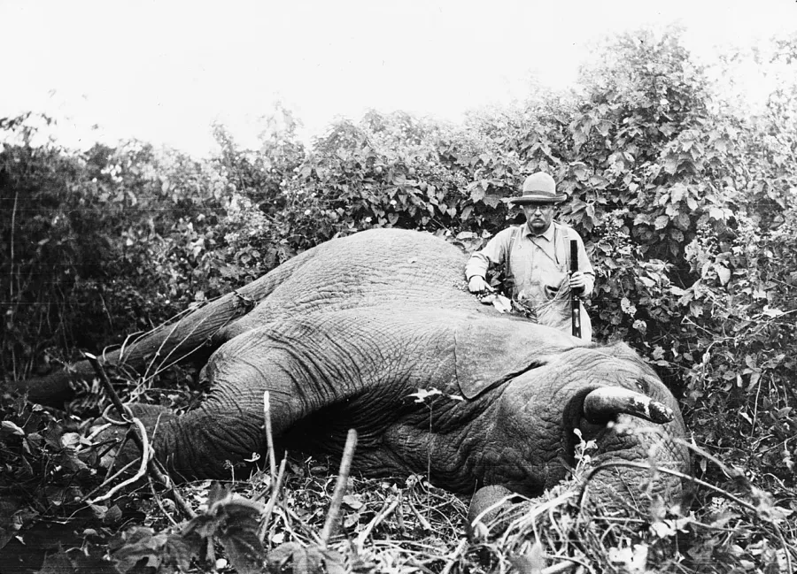 A black-and-white photo of President Teddy Roosevelt posing with a dead elephant on a hunting expedition