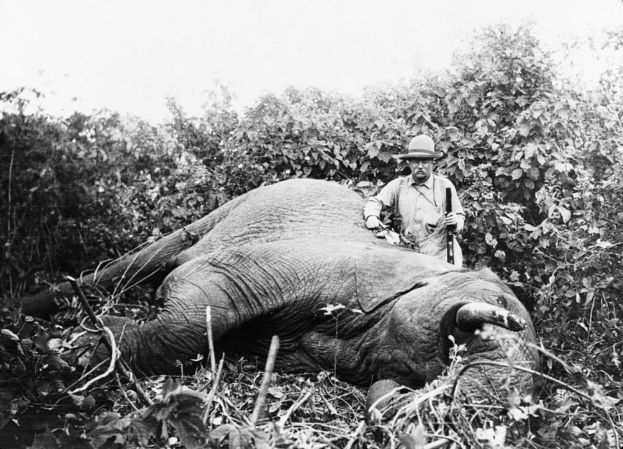 A black-and-white photo of President Teddy Roosevelt posing with a dead elephant on a hunting expedition