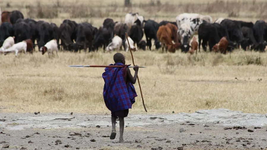A young Maasai herder in the foreground with livestock in the background