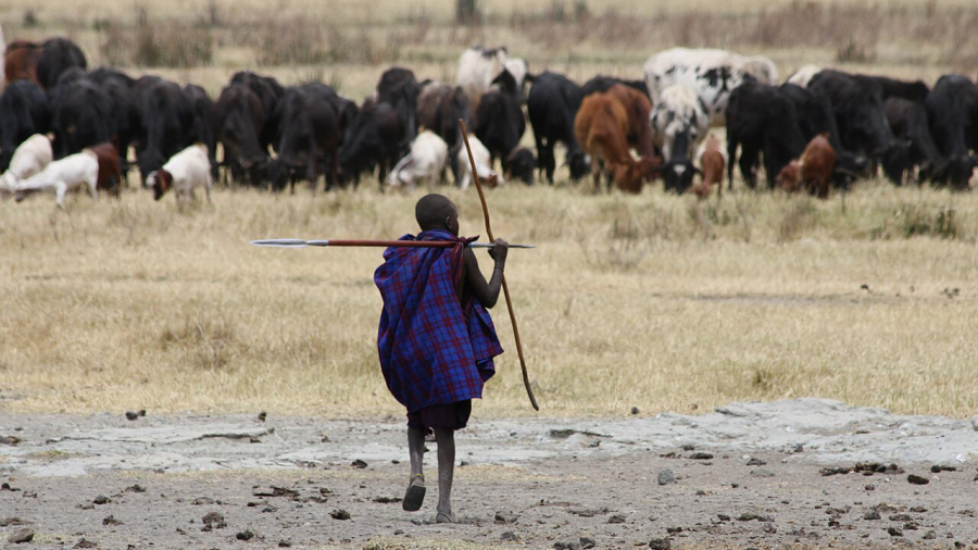 A young Maasai herder in the foreground with livestock in the background