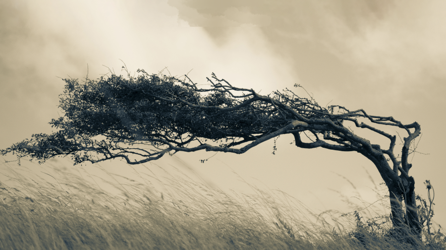 A black-and-white image of a tall, thin tree bending in the wind
