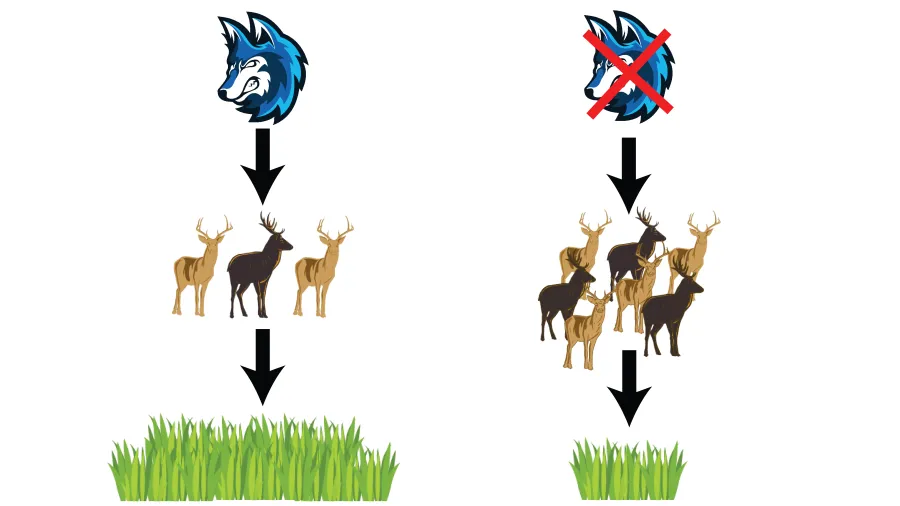 A figure depicting what happens when a top predator is removed, that is the population is larger but has less food. This scenario is compared to the original scenario when the the top predator remains, resulting in a smaller population of prey and a larger amount of food.