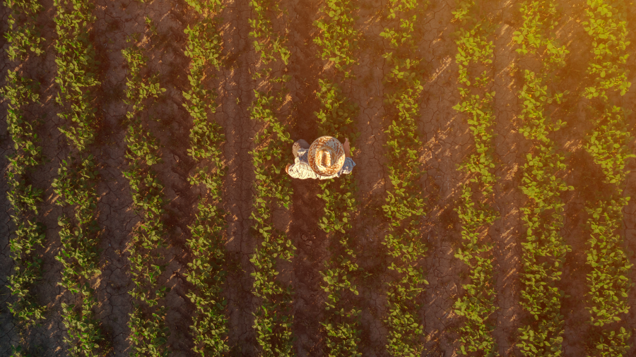 A bird's eye view of a farmer walking between rows of crops