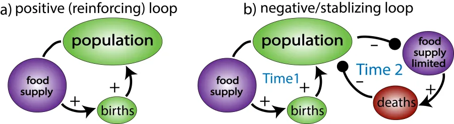 This concept map illustrates the relationships between population size and food supply on birth rates.