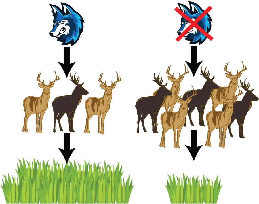 A diagram showing trophic cascades.