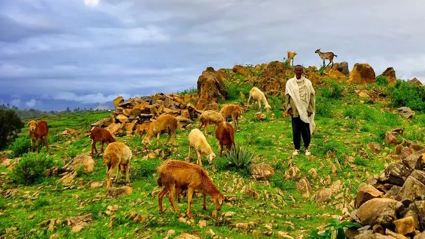 A photo of a young shepherd standing among his sheep 