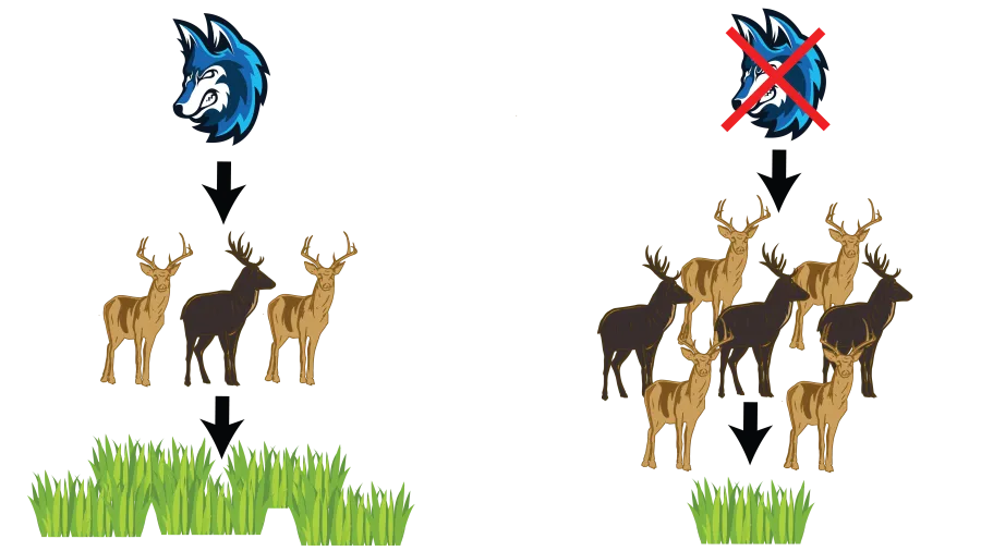 A figure depicting what happens when a top predator is removed, that is the population is larger but has less food. This scenario is compared to the original scenario when the the top predator remains, resulting in a smaller population of prey and a larger amount of food.