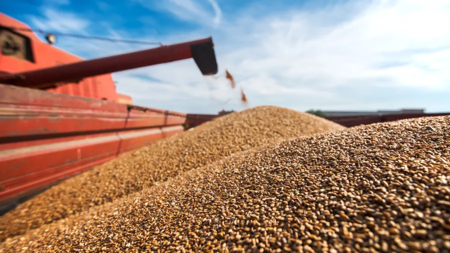 A closeup of a grain-harvesting machine with a pile of grain