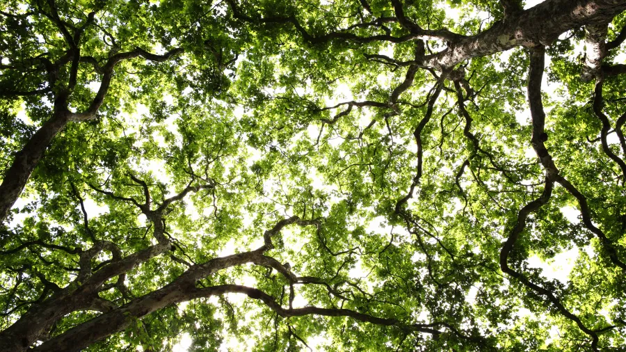 Looking up to a canopy of trees