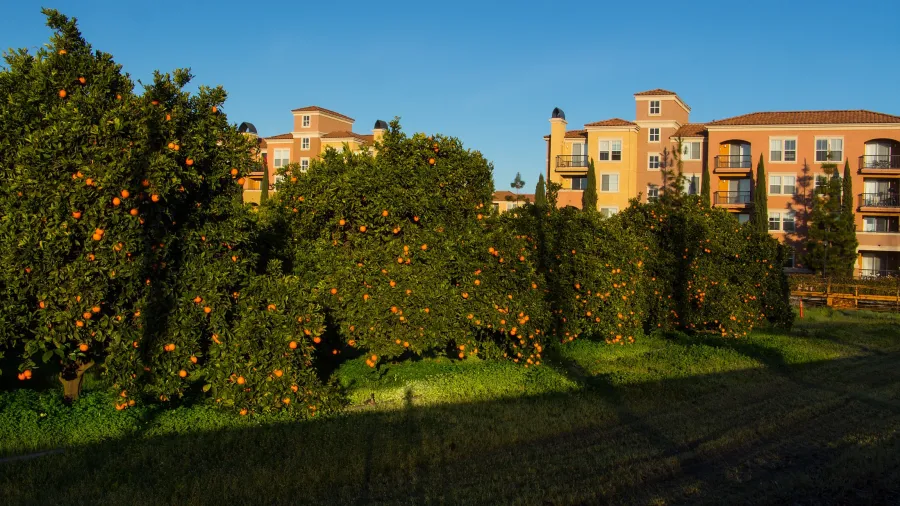 A grove of orange trees
