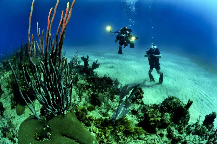 Two divers underwater photographing some coral