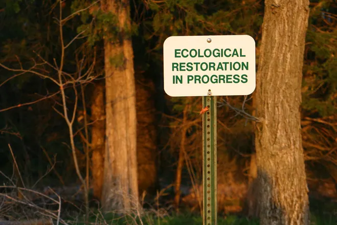A sign on a post in front of some trees that reads "Ecological Restoration in Progress"