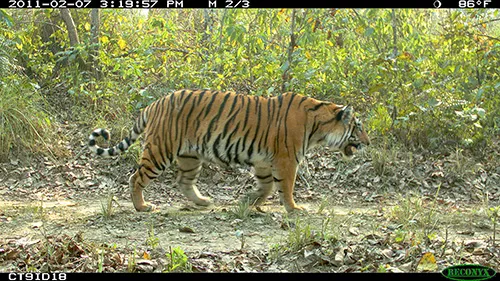 An image of a tiger walking by in Nepal, captured by a camera trapsuch as this one to understand tigers' behavior
