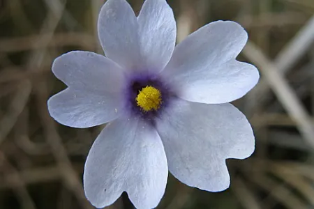 Godfrey's butterwort