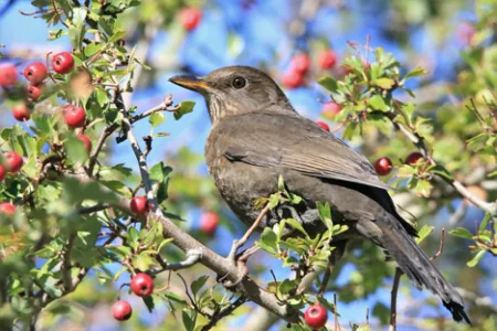 A blackbird sitting in a tree with red berries