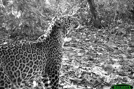 jaguar camera trap